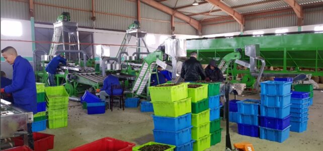 automatic cashew processing plant 10 tpd
