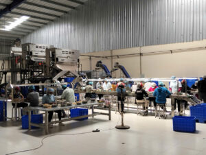 Medium Scale Cashew Processing Plant Layout 20–30 Tons/Day